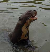 giant_otter