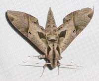 moth