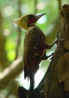pale_crested_woodpecker
