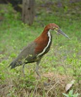 rufescent_tiger_heron