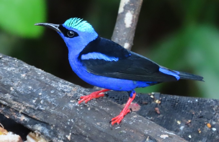 Red-legged Honeycreeper, Panama