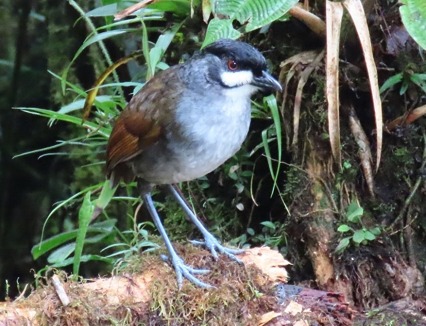 Jocotoco Antpitta! See this bird in Ecuador in 2025