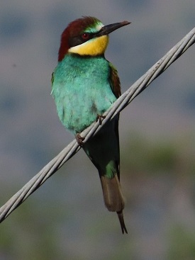 Bee-eater, Lesvos by Gina Nichol