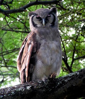 Verreaux's Eagle Owl by Gina Nichol