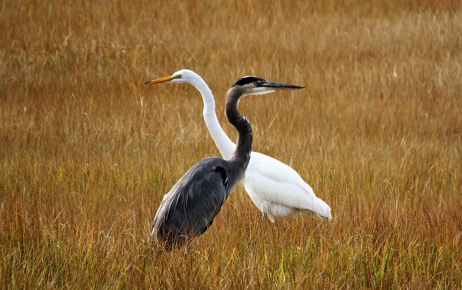 Great Egret and Great Blue Heron by Gina Nichol