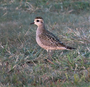 American Golden Plover by Gina Nichol.