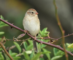 Field Sparrow by Gina Nichol.