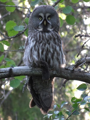 Great Grey Owl, Finland by Gina Nichol