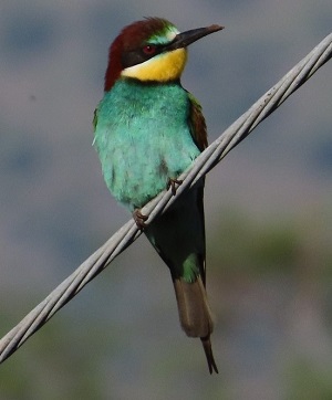 European Bee-eater by Gina Nichol