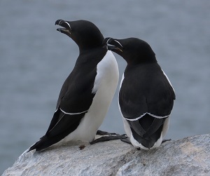 Razorbills, Norway by Gina Nichol