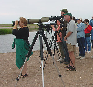 Birders at Sandy Point, New Haven.  Photo by Gina Nichol.