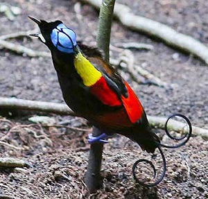 Sunrise Birding LLC - Birding & Wildlife Tours - WEST PAPUA BIRD OF ...